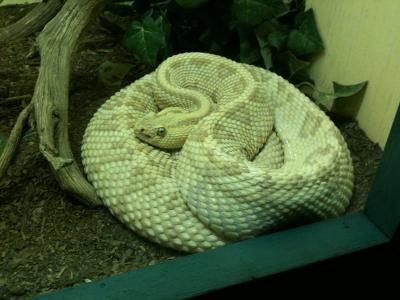 Rattlesnake Museum