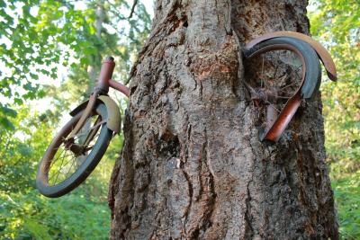 Vélo incrusté dans un arbre