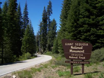 Sequoia park