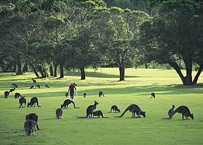Anglesea Golf Club et kangourous 