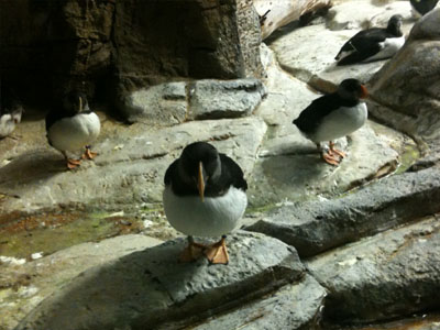 Biodôme de Montréal