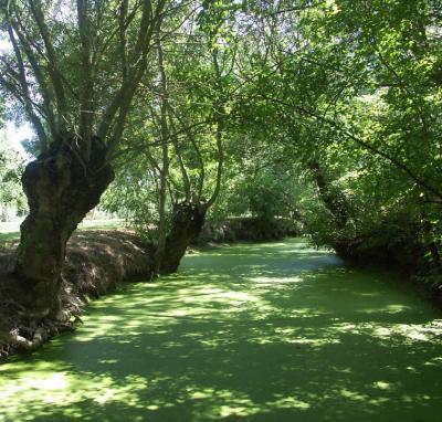 Le marais poitevin