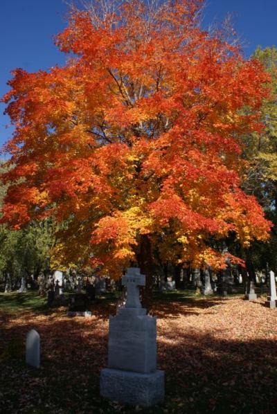 Cimetière Notre Dame des Neiges 