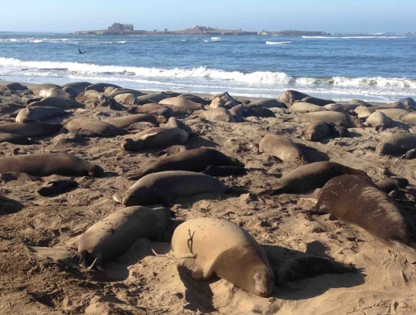 Año Nuevo State Park