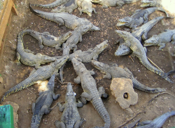 Élevage de Crocodiles