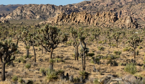 Joshua Tree park