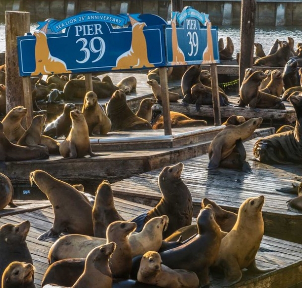 Pier 39